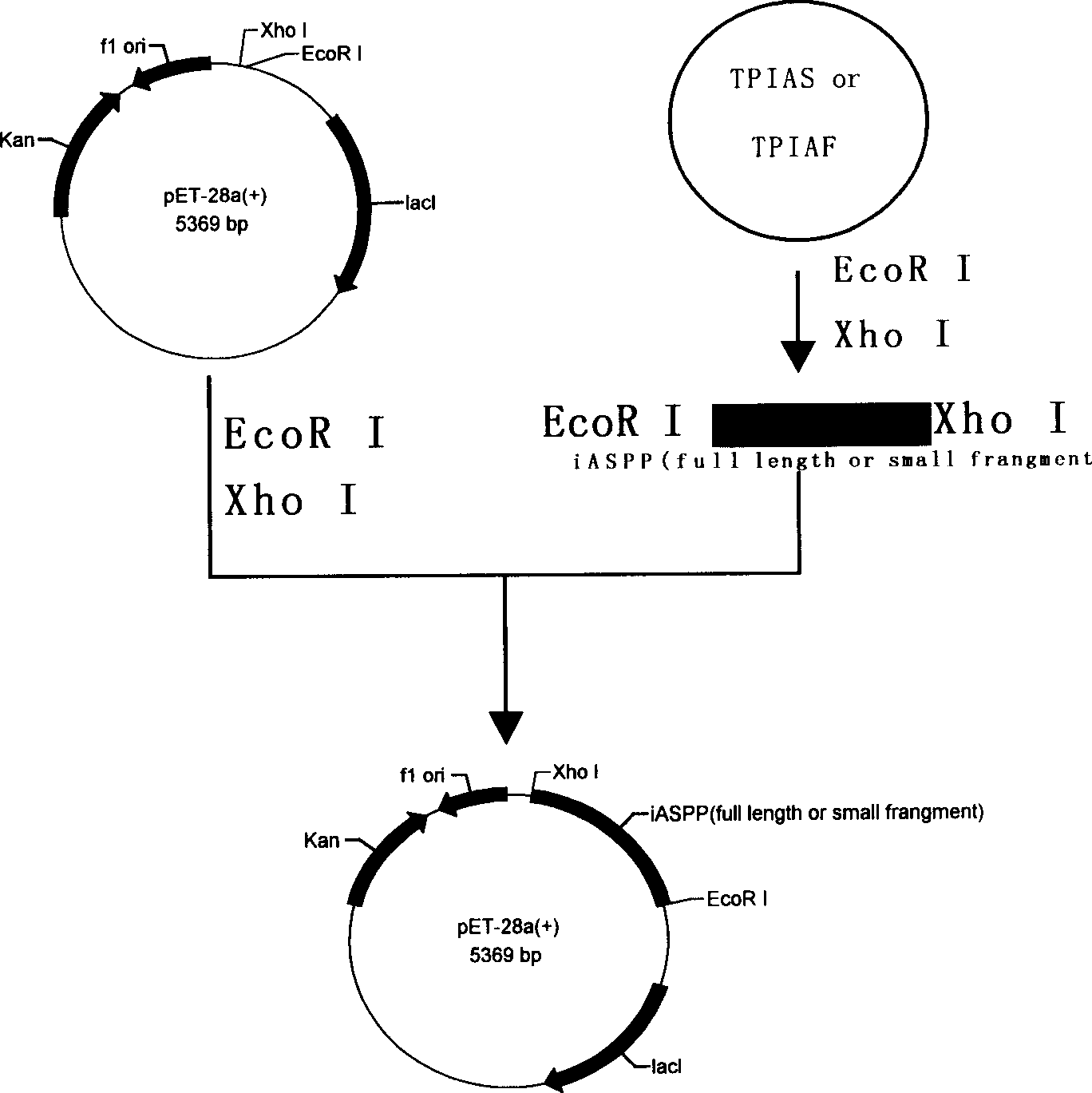 Mono-cloning antibody of anti-human cancer protein iASPP and use thereof