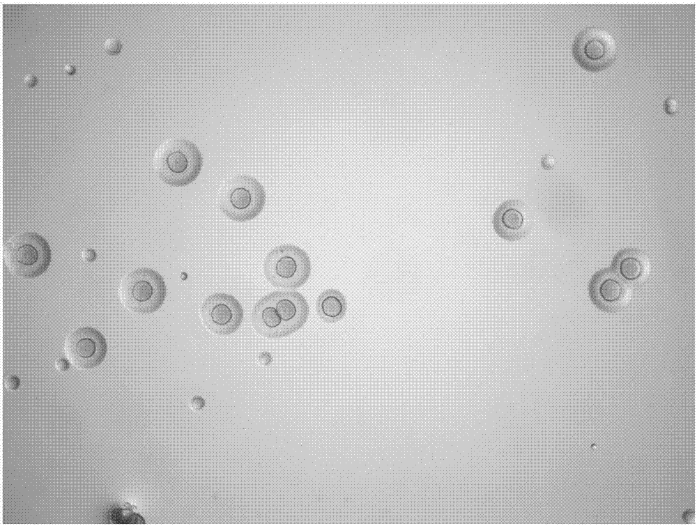 Porcine mycoplasma pneumoniae and application of porcine mycoplasma pneumoniae