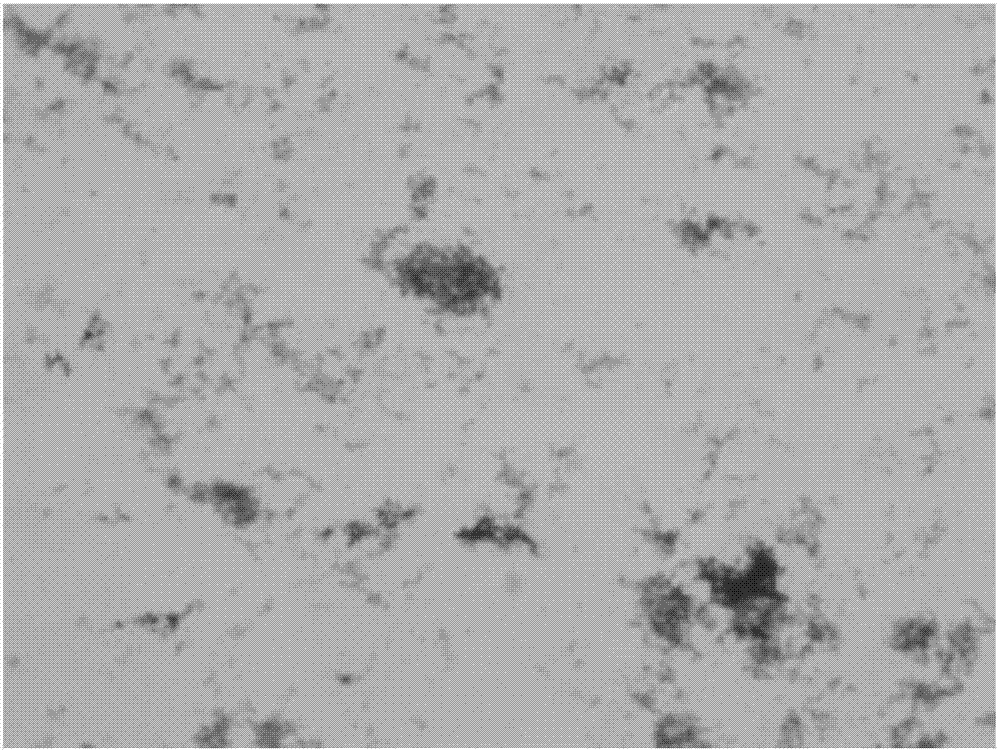 Porcine mycoplasma pneumoniae and application of porcine mycoplasma pneumoniae