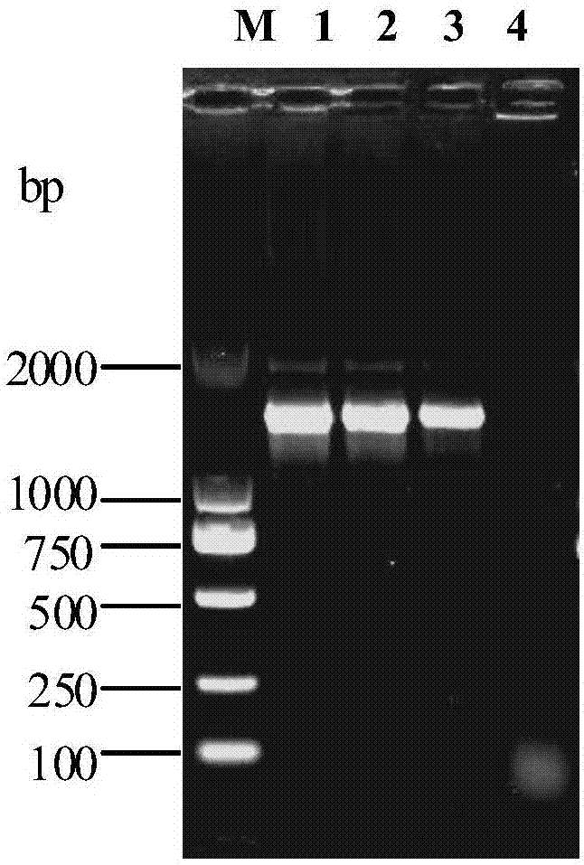 Porcine mycoplasma pneumoniae and application of porcine mycoplasma pneumoniae