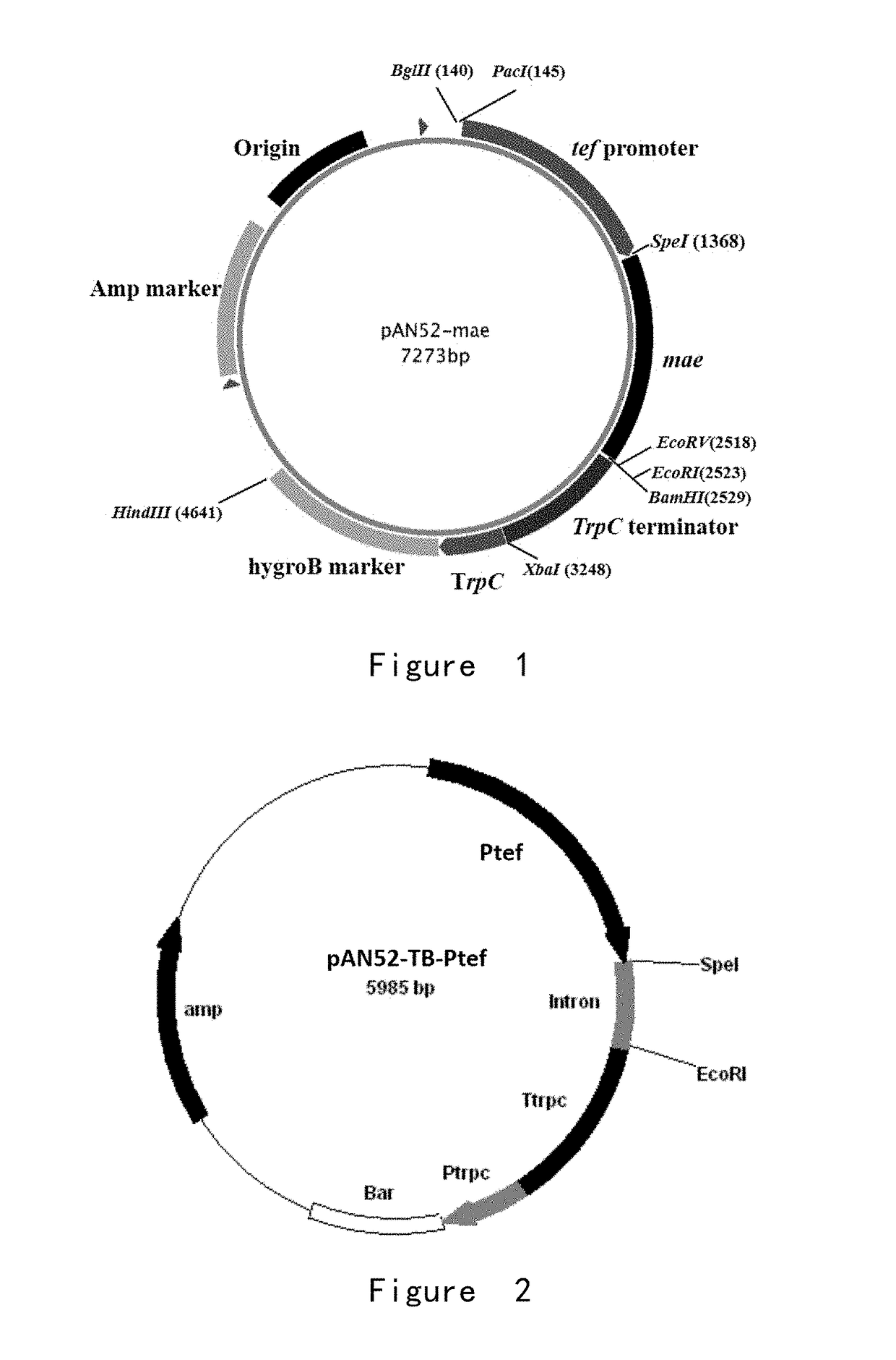 Dibasic organic acid producing strain and preparation and application of same