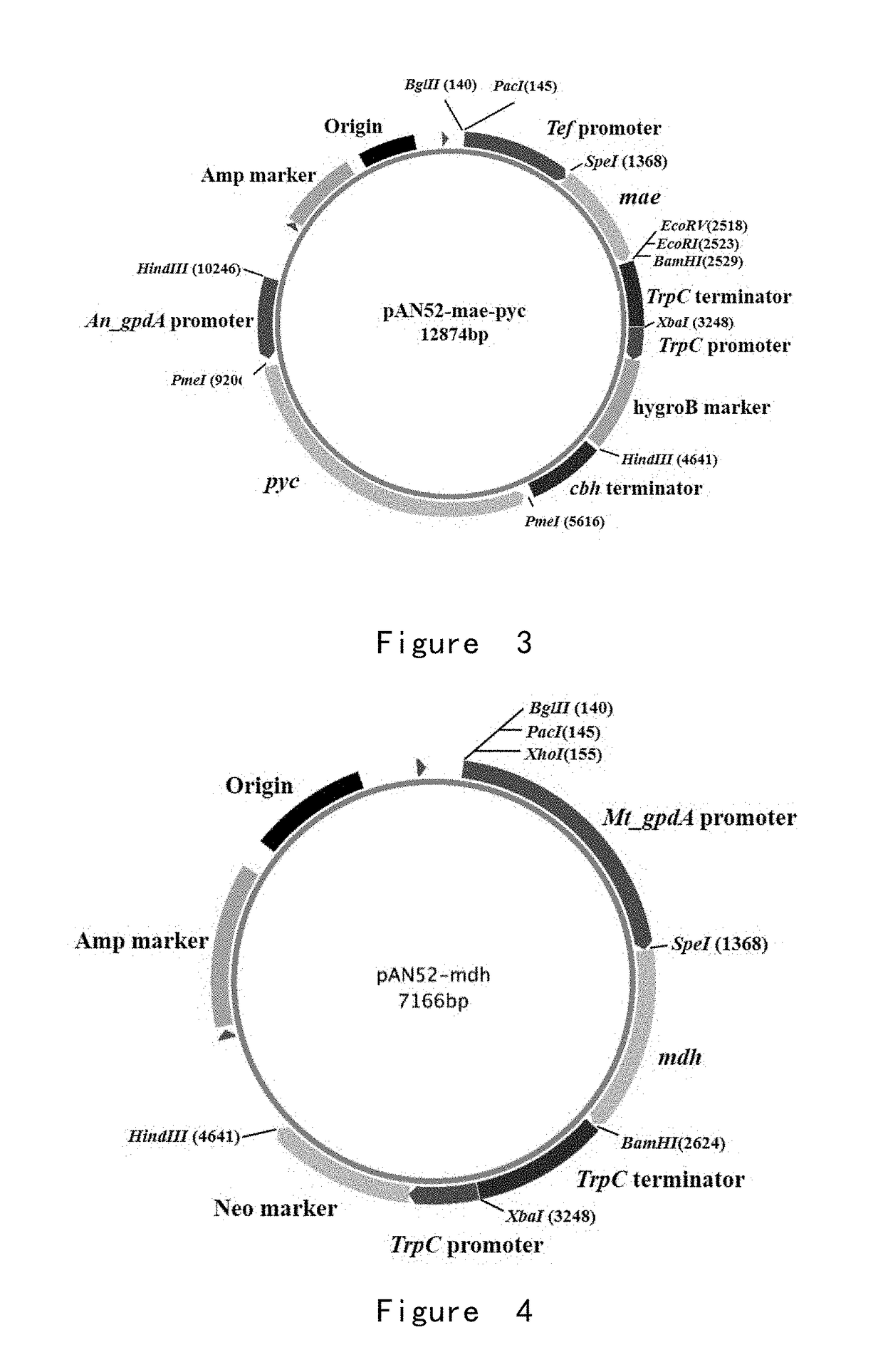 Dibasic organic acid producing strain and preparation and application of same