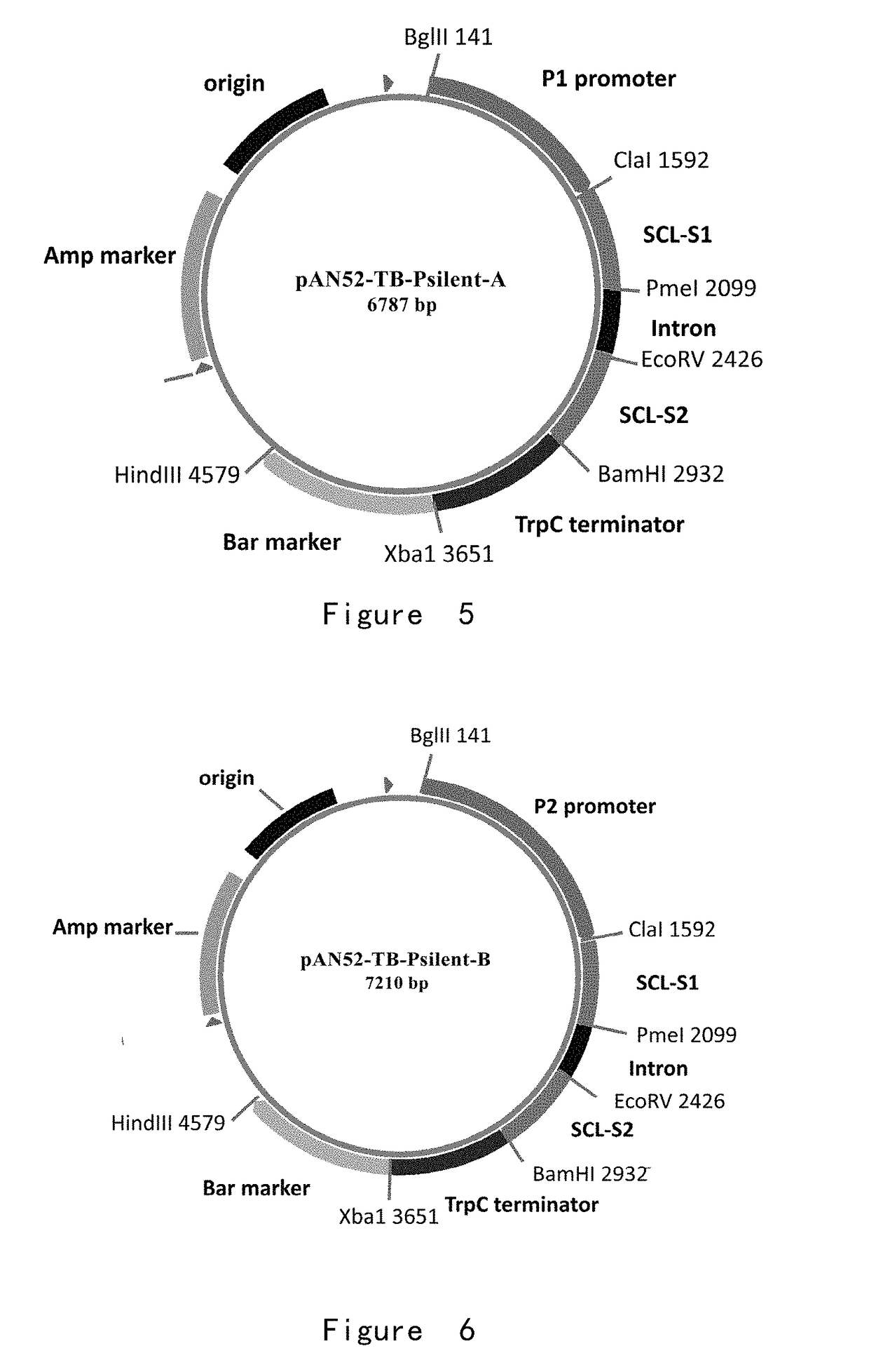 Dibasic organic acid producing strain and preparation and application of same