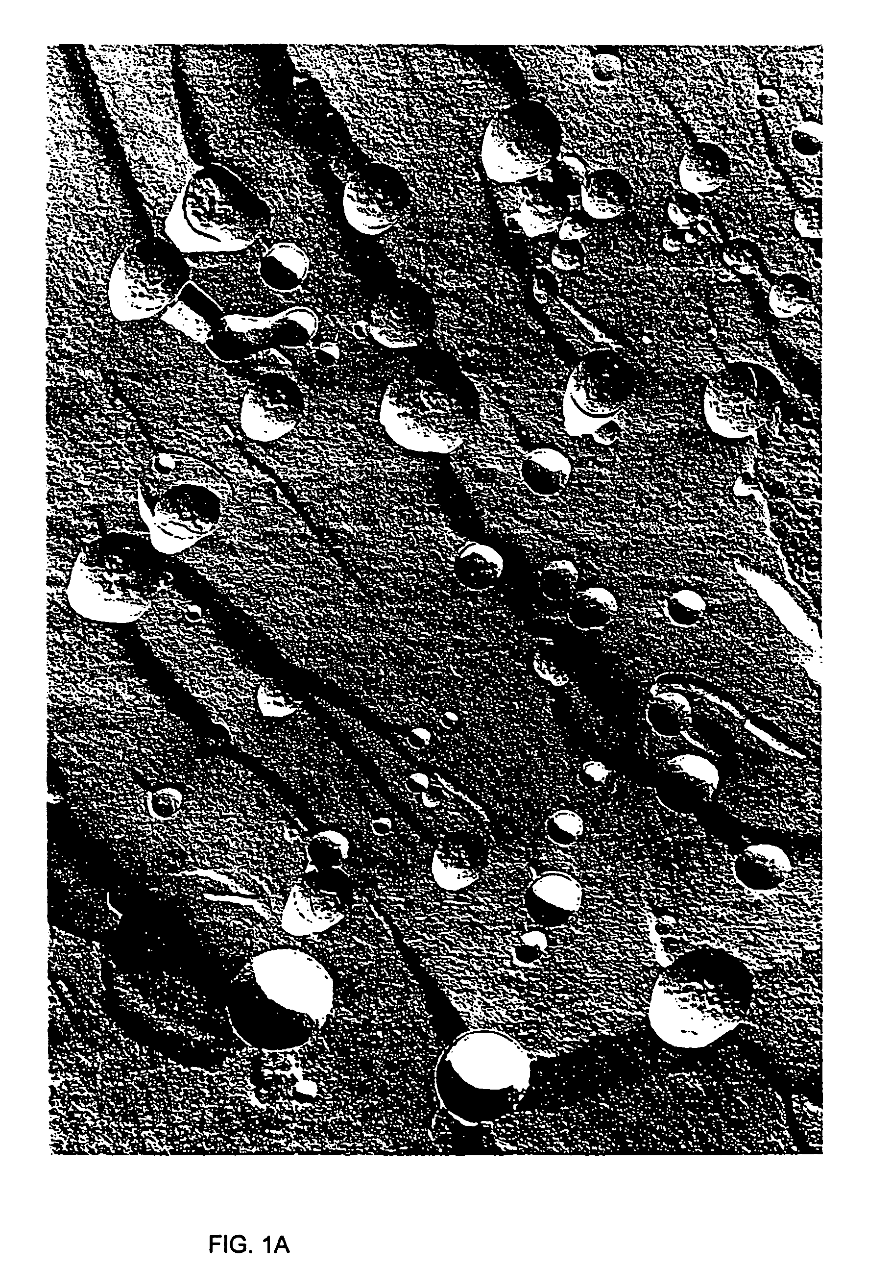 Membrane lipid compositions