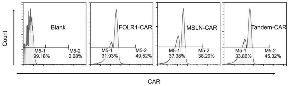 FOLR1-MSLN double-targeted CAR-T cells fur treating ovarian cancer, chimeric antigen receptor and vectors