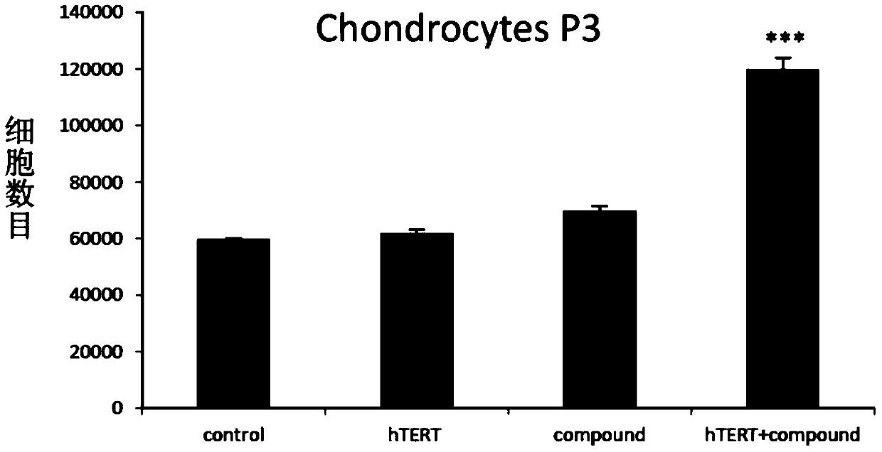 In vitro telomere extension and proliferation culture method of chondrocytes and human tissue engineered regeneration of cartilage