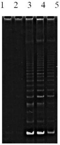 In vitro telomere extension and proliferation culture method of chondrocytes and human tissue engineered regeneration of cartilage