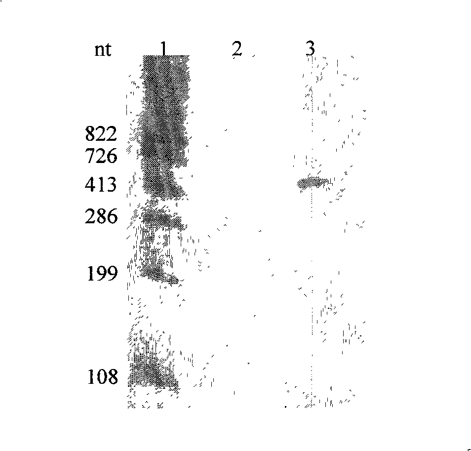 Method for constructing hepatitis C virus specific ribozyme M1GS-hcv/C76 and uses thereof