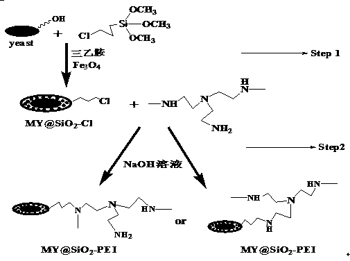 Preparation method and application of magnetic silicon-coated yeast grafted polyethyleneimine biological composite material