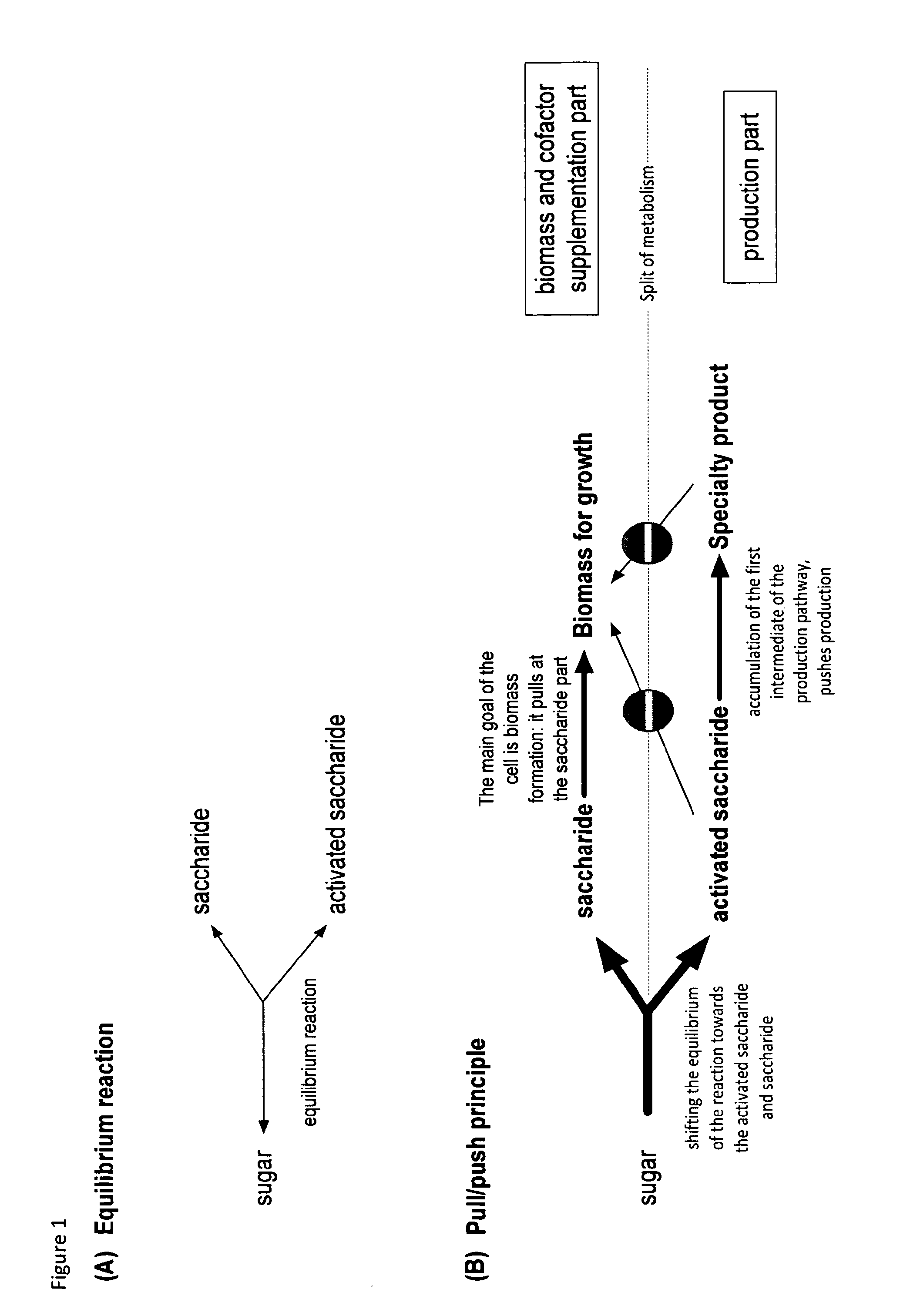 Metabolically engineered organisms for the production of added value bio-products