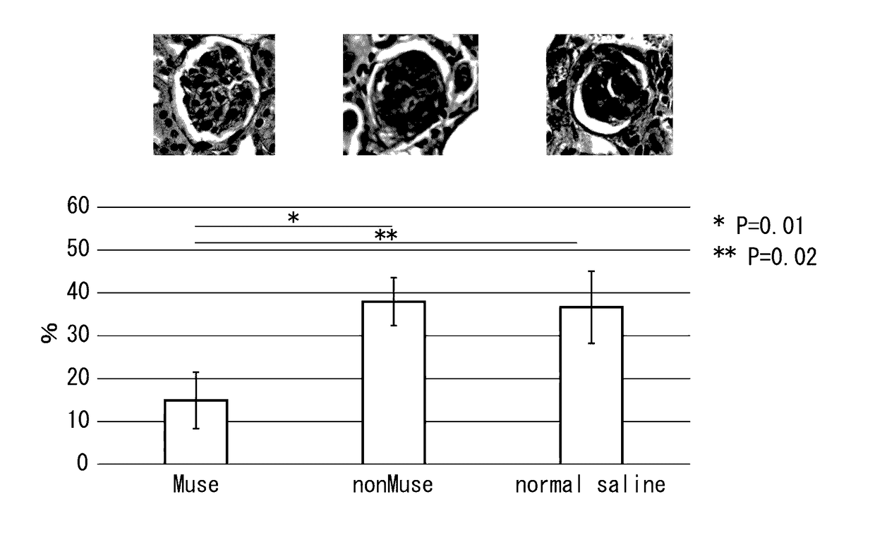 Pluripotent stem cell for treatment of chronic kidney disease