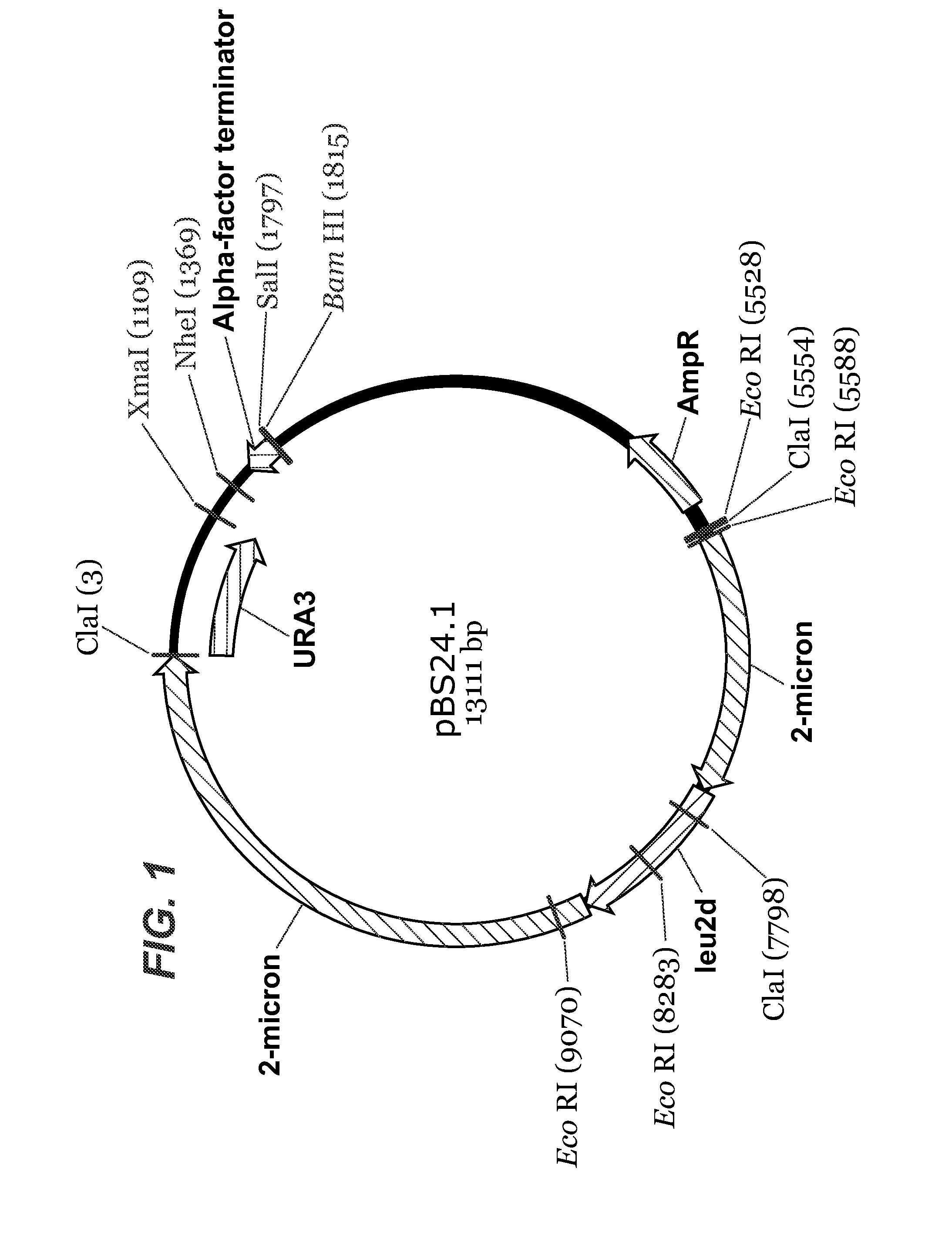 Method for generating a parvovirus b19 virus-like particle