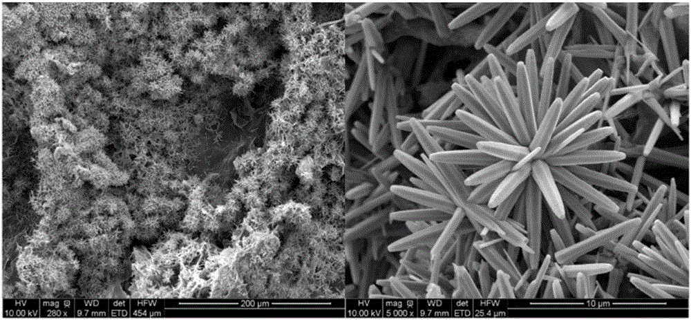 Super-hydrophobic and super-oleophylic cellulose sponge as well as preparation method and application thereof