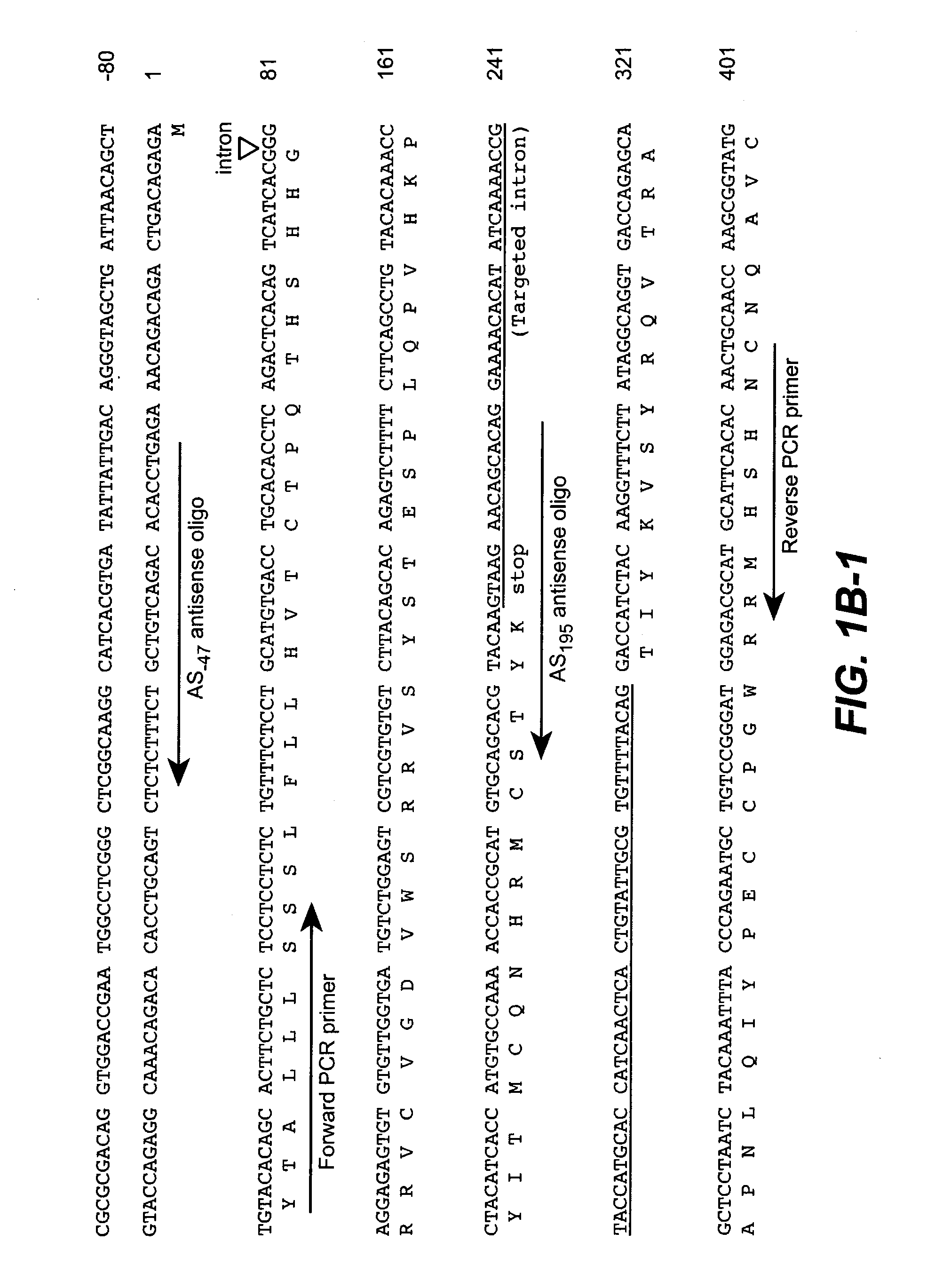 Compositions and methods for modulating vascular development