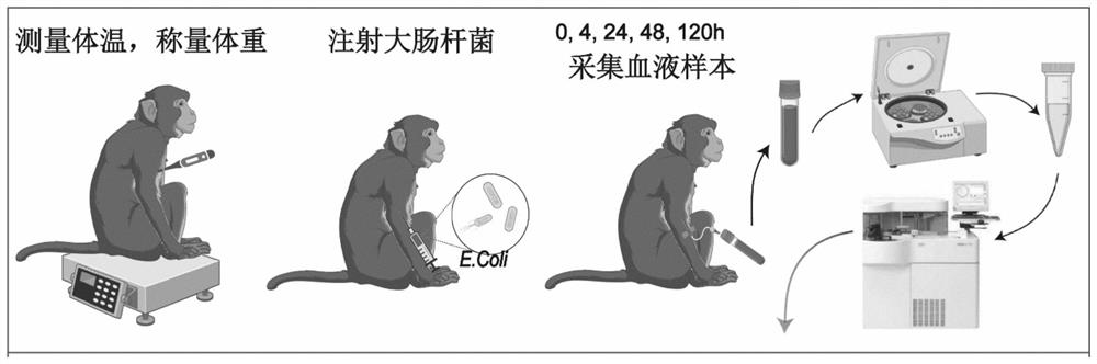 Acute sepsis non-human primate model and construction method thereof