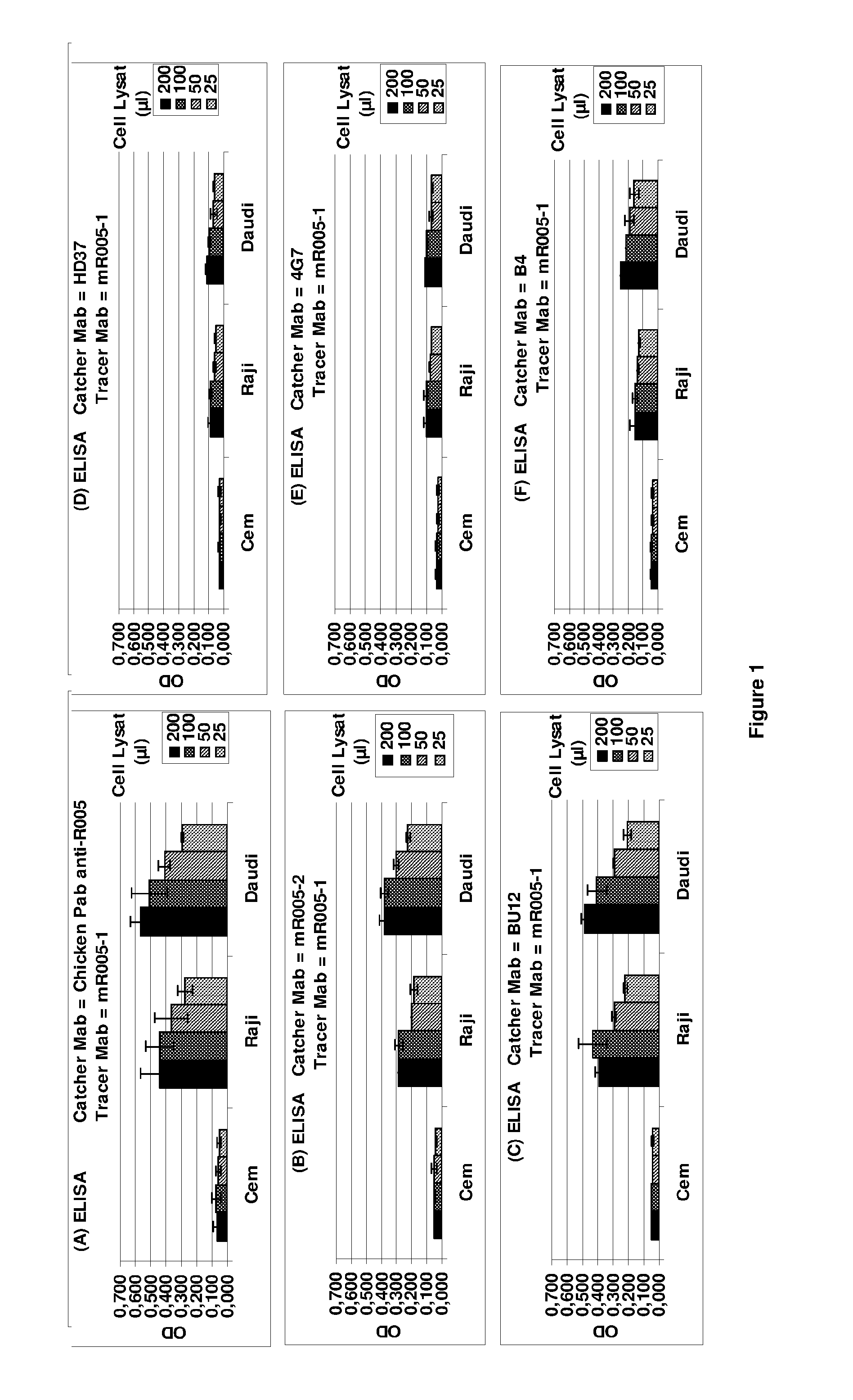 Anti-cd19 antibody having adcc and cdc functions and improved glycosylation profile