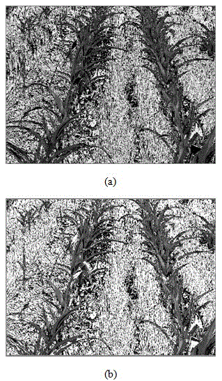 Crop row identification method for precise corn pesticide application system