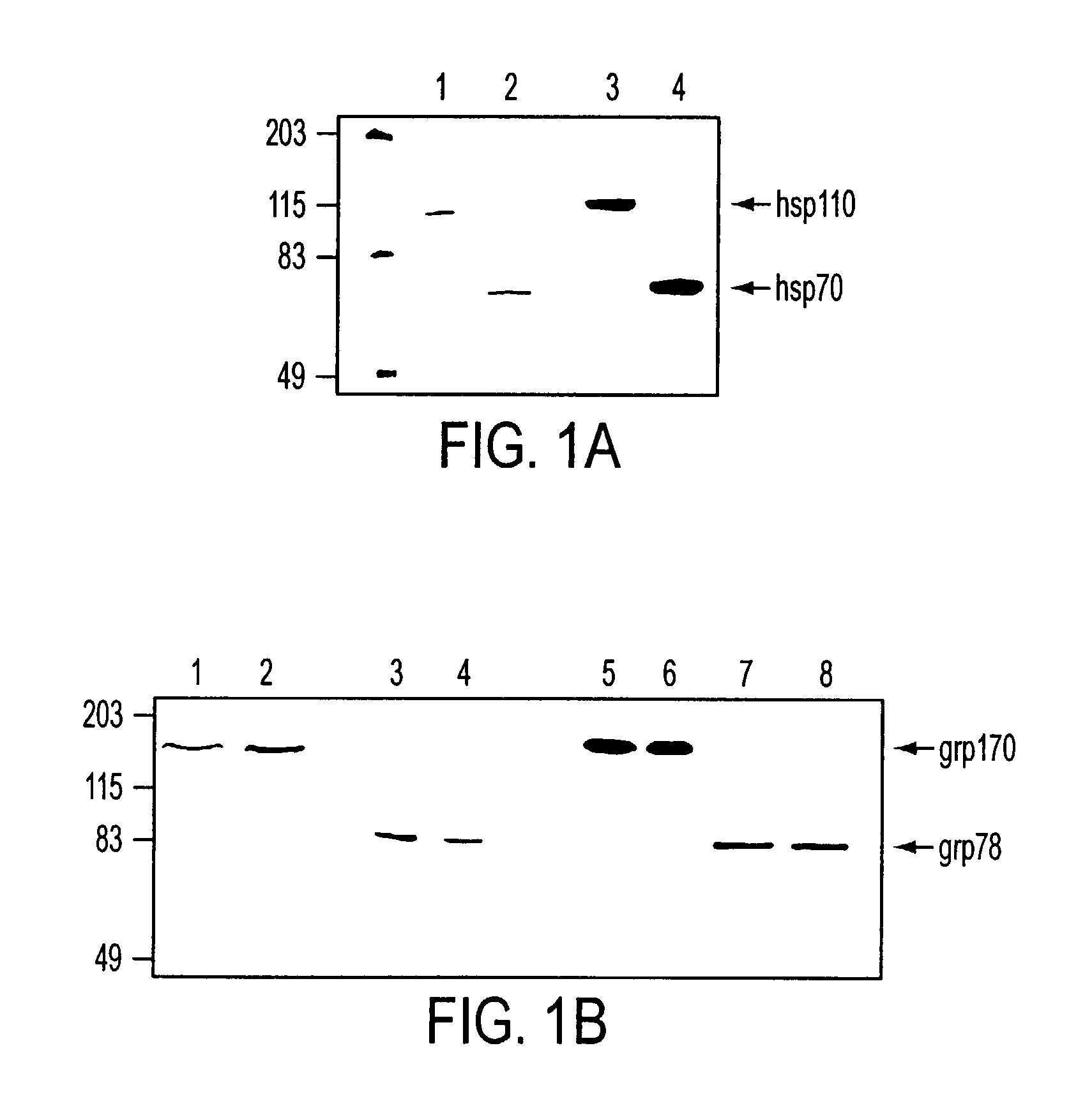 Stress protein compositions and methods for prevention and treatment of cancer and infectious disease