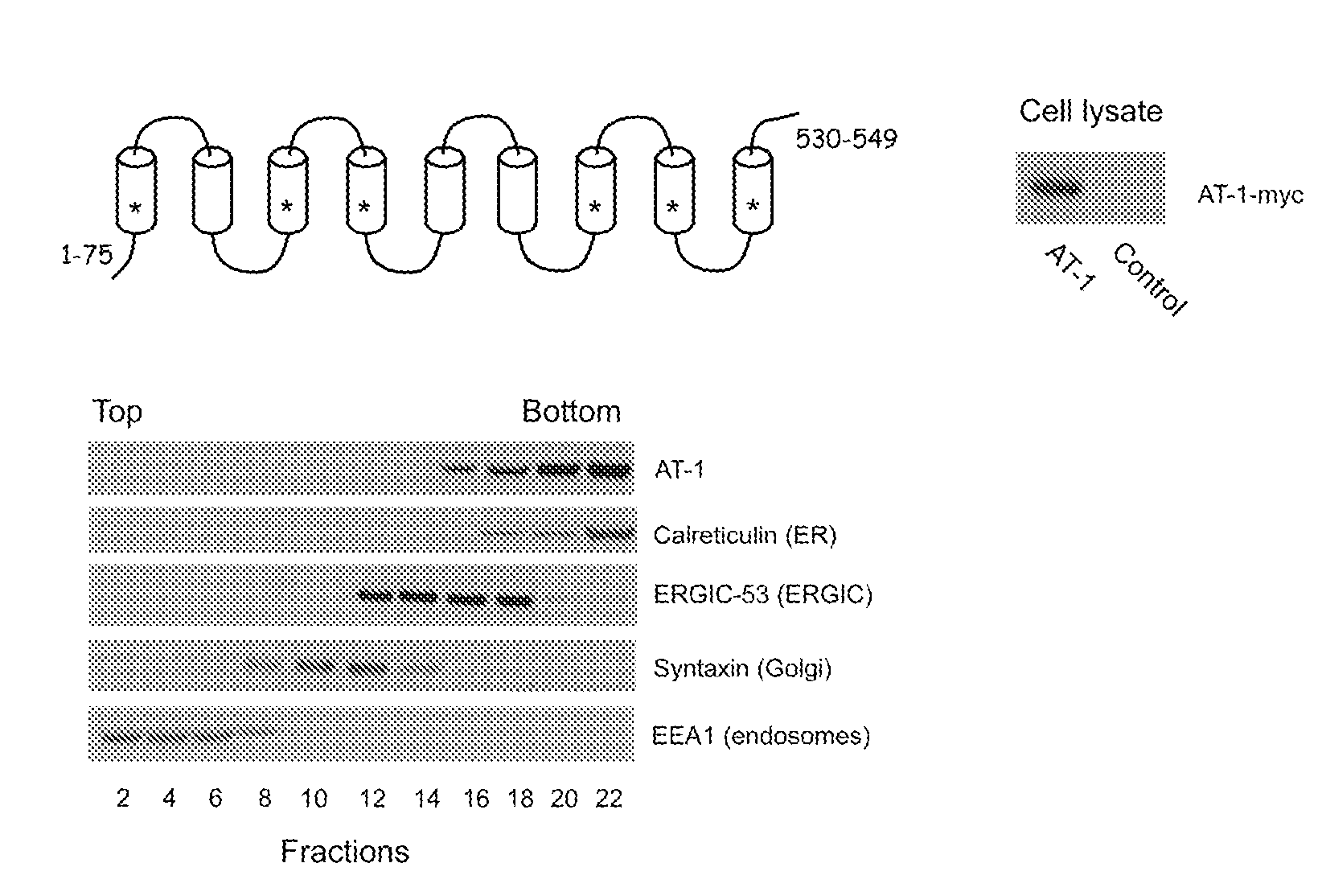 Identification of novel post-translational protein modifications