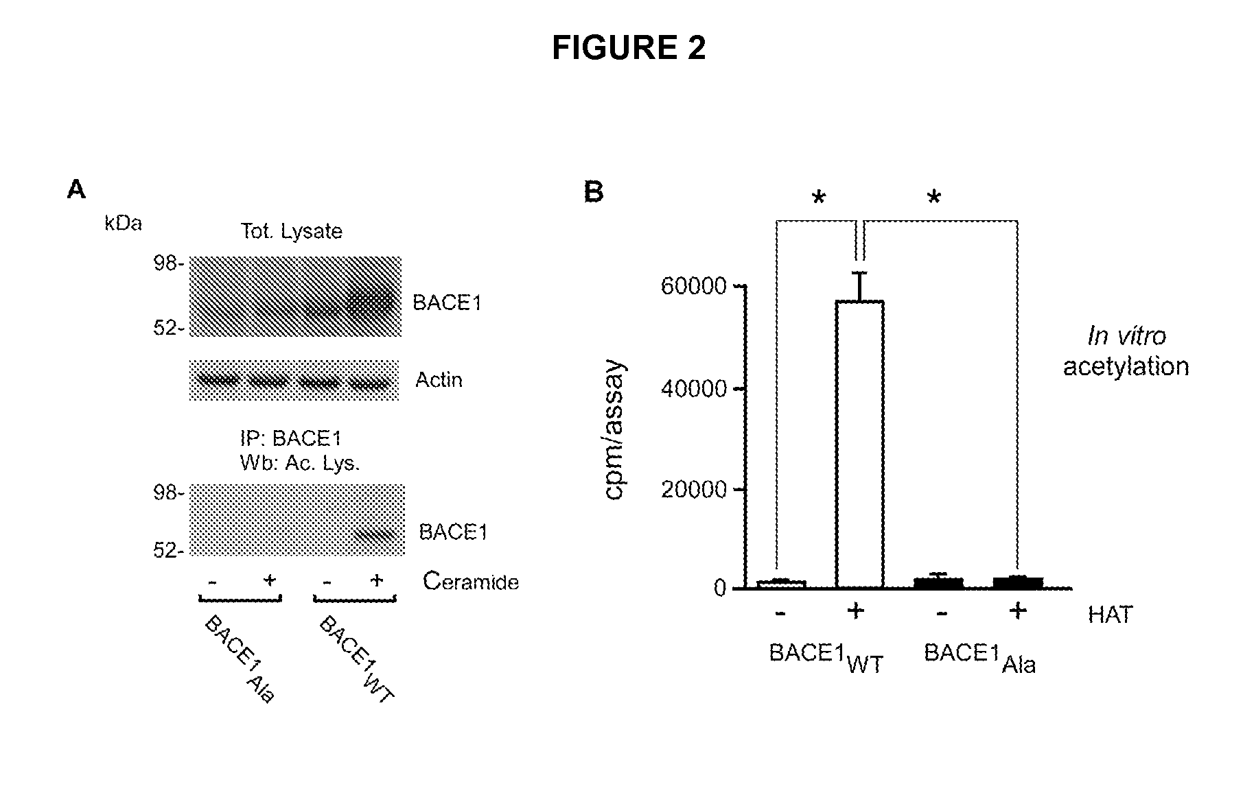 Identification of novel post-translational protein modifications