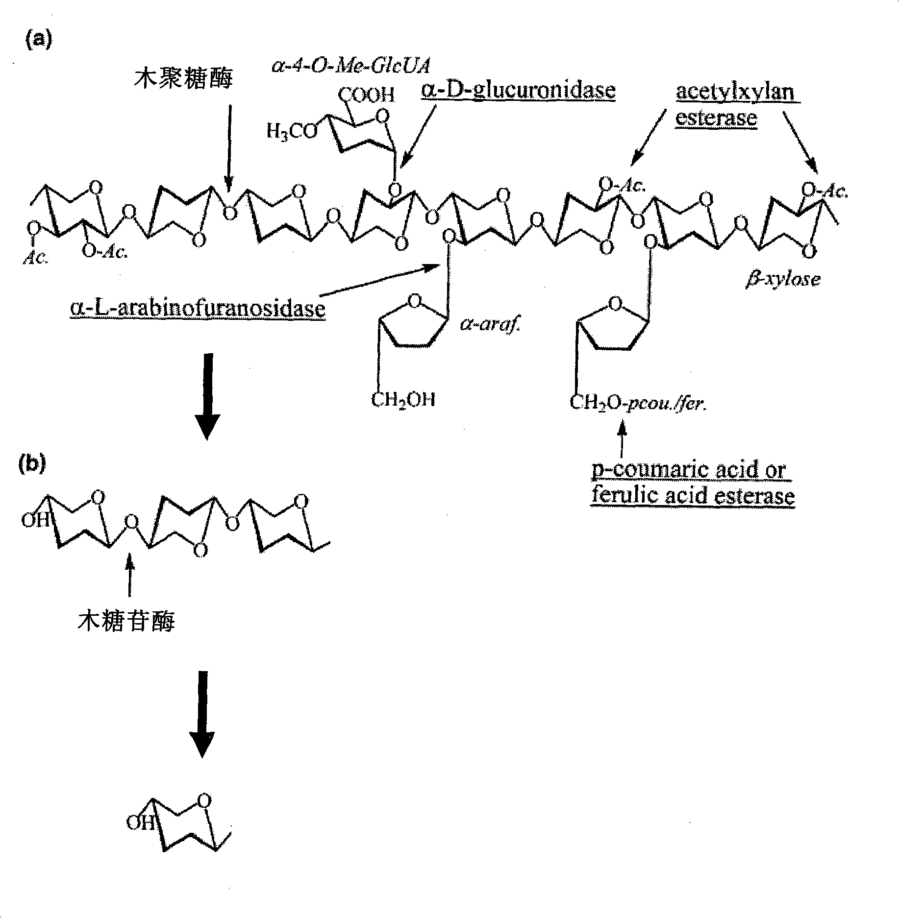 Fire resistant xylanase XynA1, gene for encoding the enzyme and uses thereof