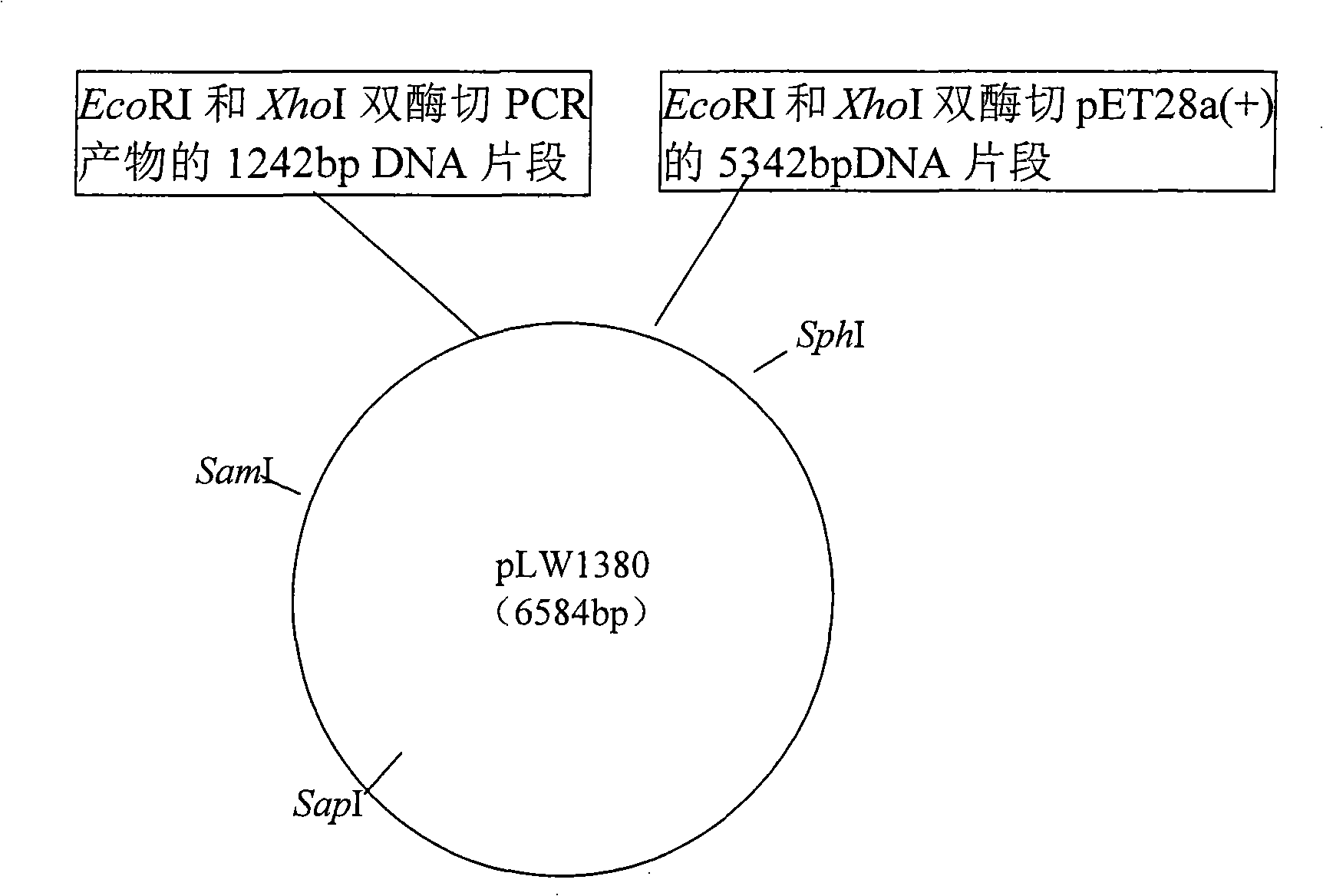 Fire resistant xylanase XynA1, gene for encoding the enzyme and uses thereof