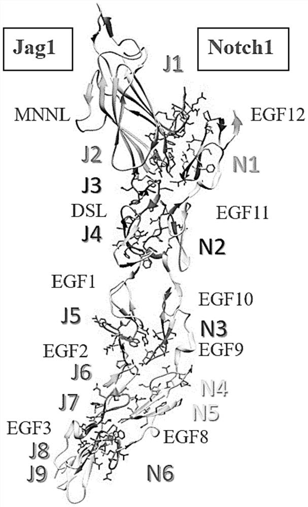 Peptides for specific inhibition of jag1-notch1 pathway