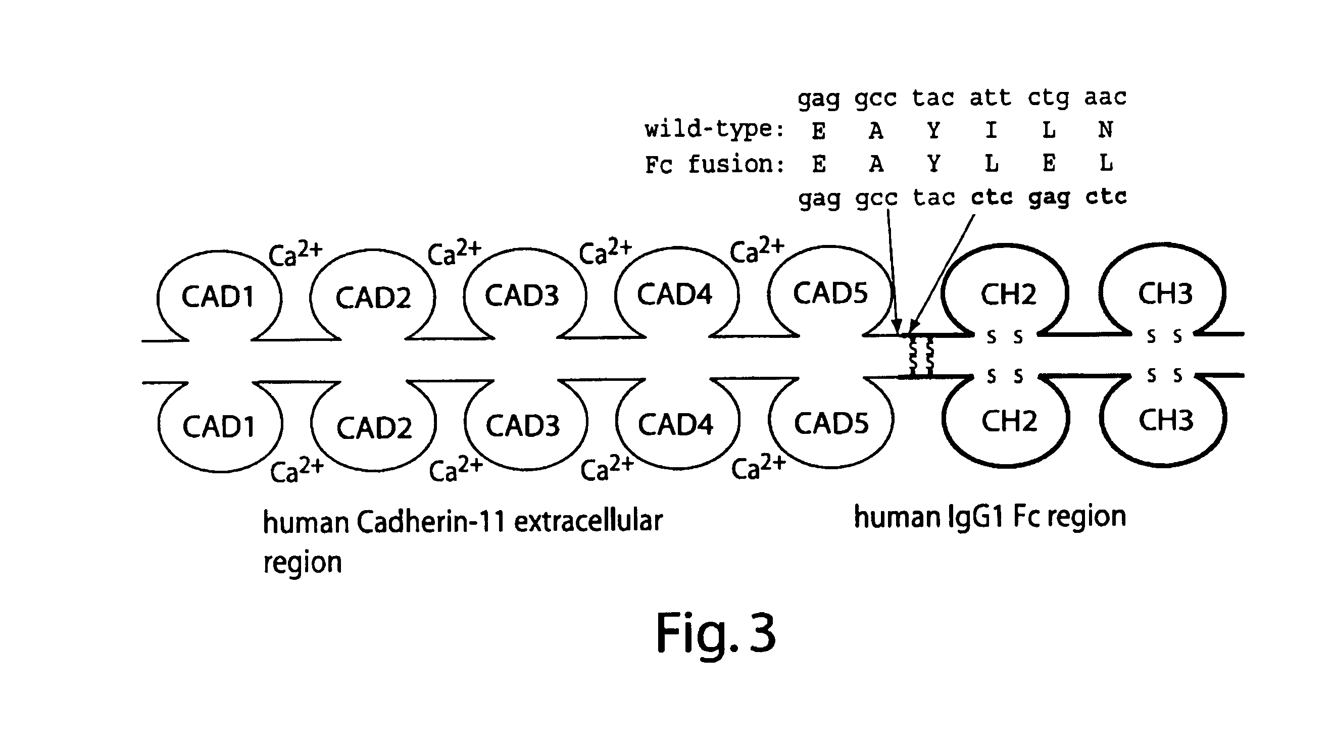 Methods and compositions for treatment of inflammatory disease using cadherin-11 modulating agents