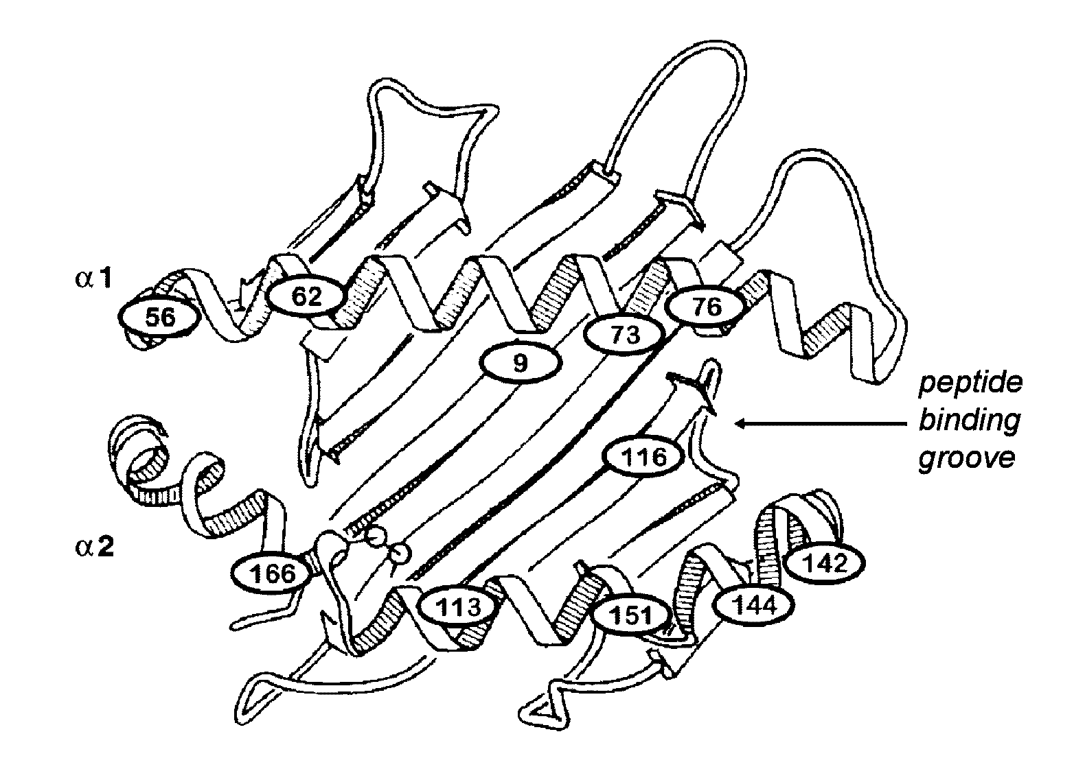 Pairing processes for preparing reactive cytotoxic T cells