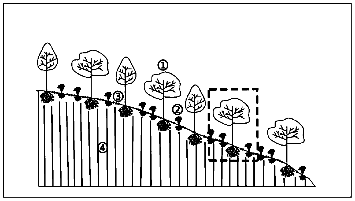 Plant root group dam ecological engineering construction method for prevention and control of mud flow in loess plateau