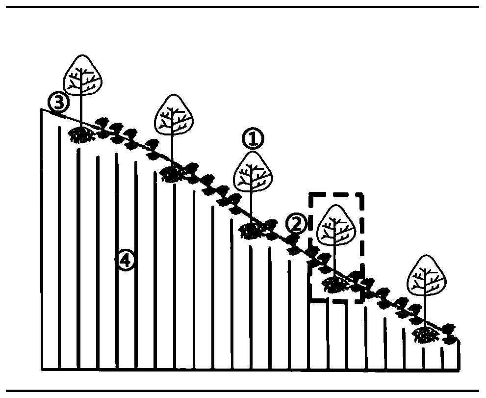 Plant root group dam ecological engineering construction method for prevention and control of mud flow in loess plateau