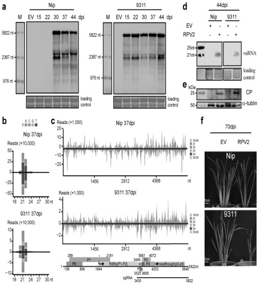 Rice potato leaf roll virus 2 infectious clone as well as construction method and application thereof