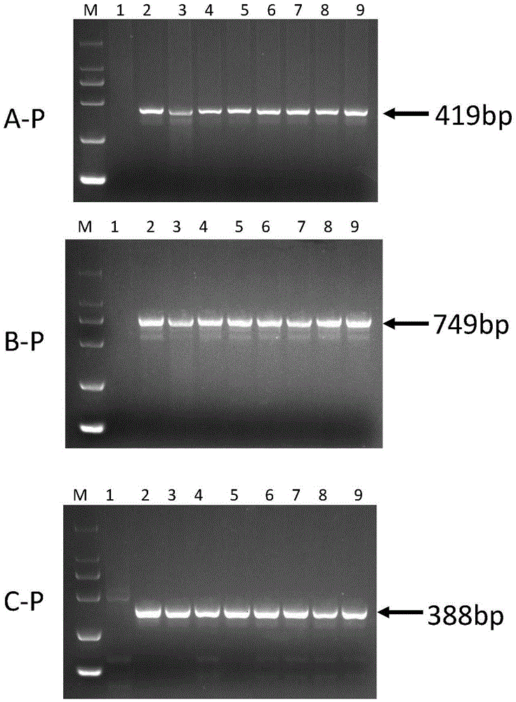 Set reagent for detecting whether wheat contains haynaldia villosa 6VS chromosome arms or not and molecular marker