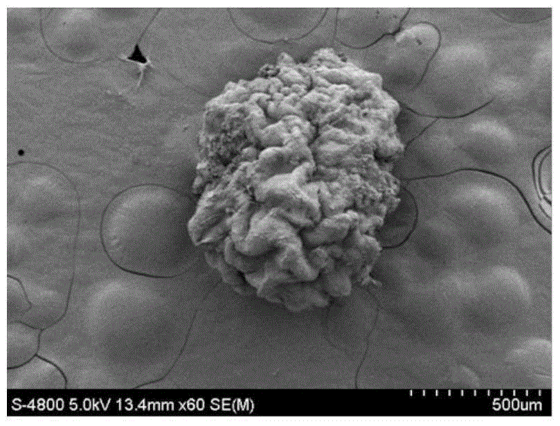 Activated sludge and microalgae coupled granular system for waste water treatment and establishment and operation method thereof