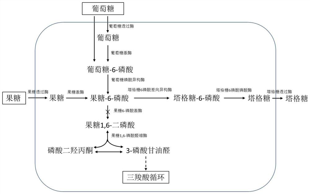 An engineering strain producing tagatose, its construction method and application