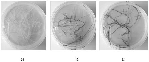 Gene cloning, vector construction and application of baical skullcap root anthocyanin transcriptional regulation factors SbMYB75 and SbDEL