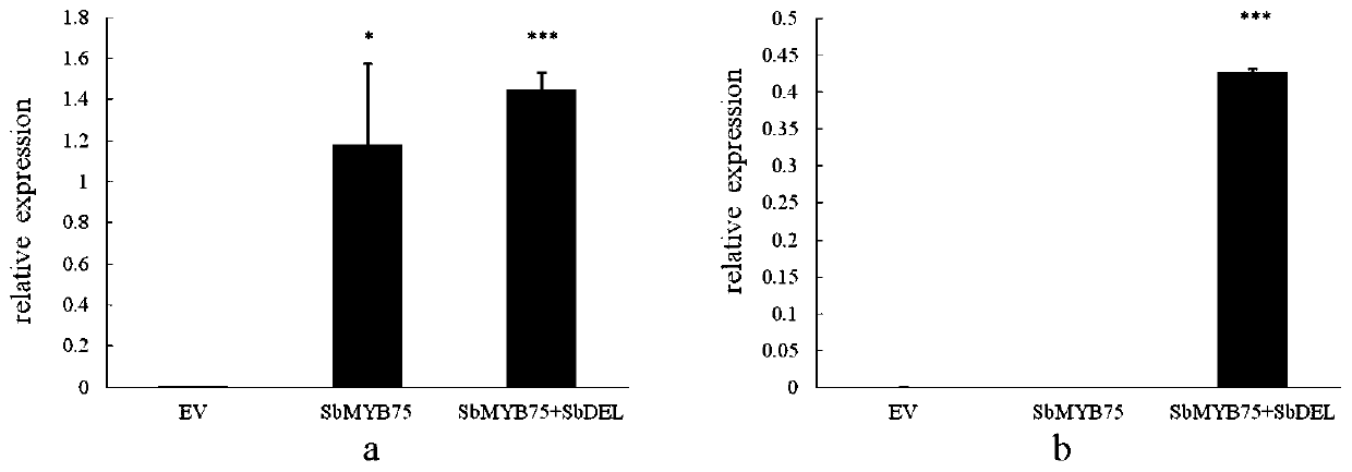 Gene cloning, vector construction and application of baical skullcap root anthocyanin transcriptional regulation factors SbMYB75 and SbDEL