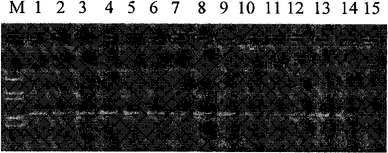 Internal standard gene suitable for detecting transgene carnation exogenous gene, preparation method and application thereof