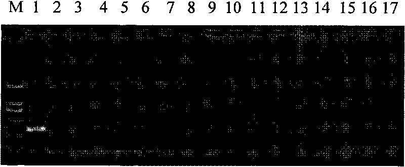 Internal standard gene suitable for detecting transgene carnation exogenous gene, preparation method and application thereof