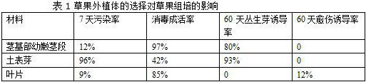 Amomum tsao-ko tissue culture and seedling raising method