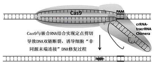 Specie limitation-free eucaryote gene targeting method having no bio-safety influence and helical-structure DNA sequence