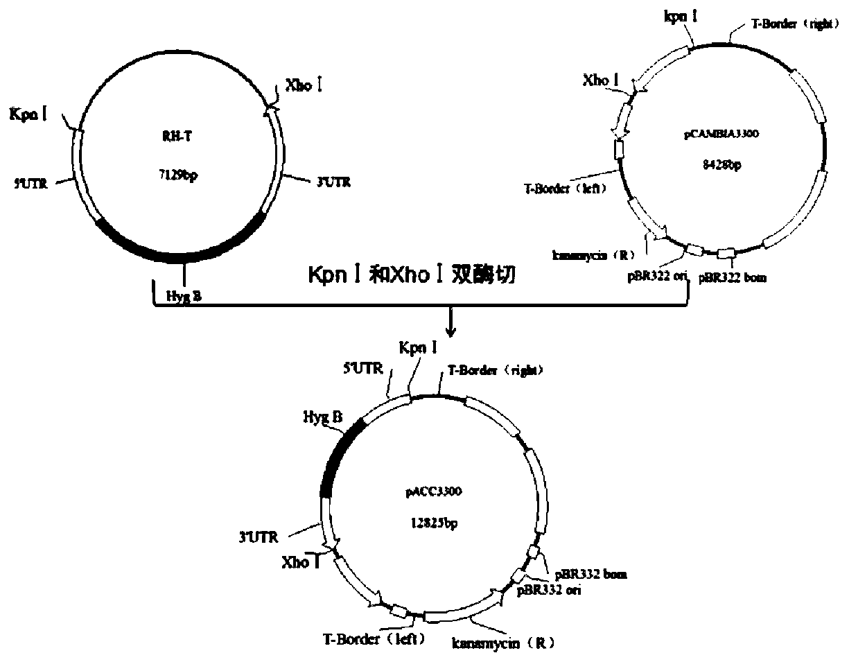 A method for genetic transformation of Penicillium italicum mediated by Agrobacterium tumefaciens