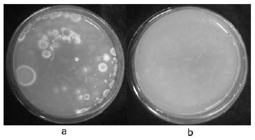 A method for genetic transformation of Penicillium italicum mediated by Agrobacterium tumefaciens