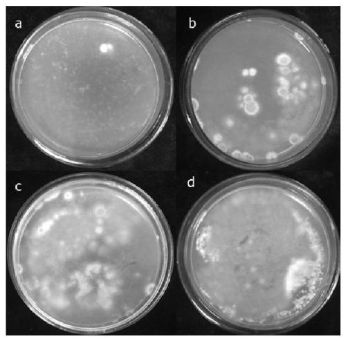 A method for genetic transformation of Penicillium italicum mediated by Agrobacterium tumefaciens