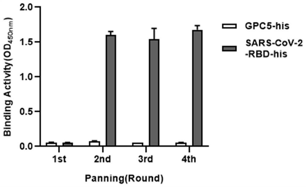 Neutralizing single-domain antibody with function of resisting novel coronavirus SARS-Cov-2 and application of neutralizing single-domain antibody