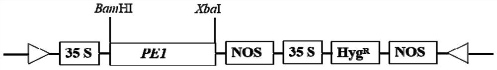 A kind of overexpression can increase the gene of tobacco potassium content and its coded product and application