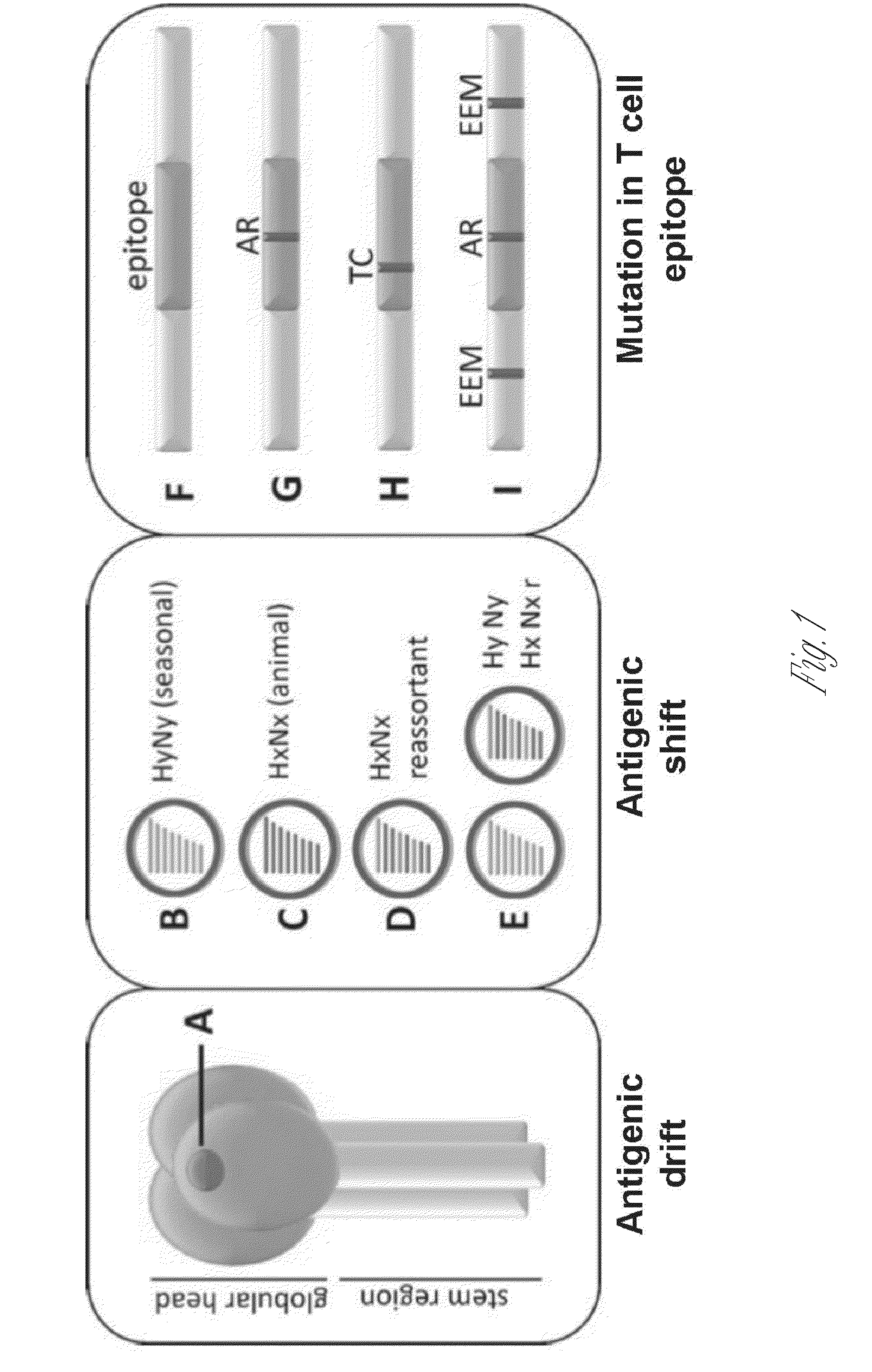 Broadly reactive mosaic peptide for influenza vaccine