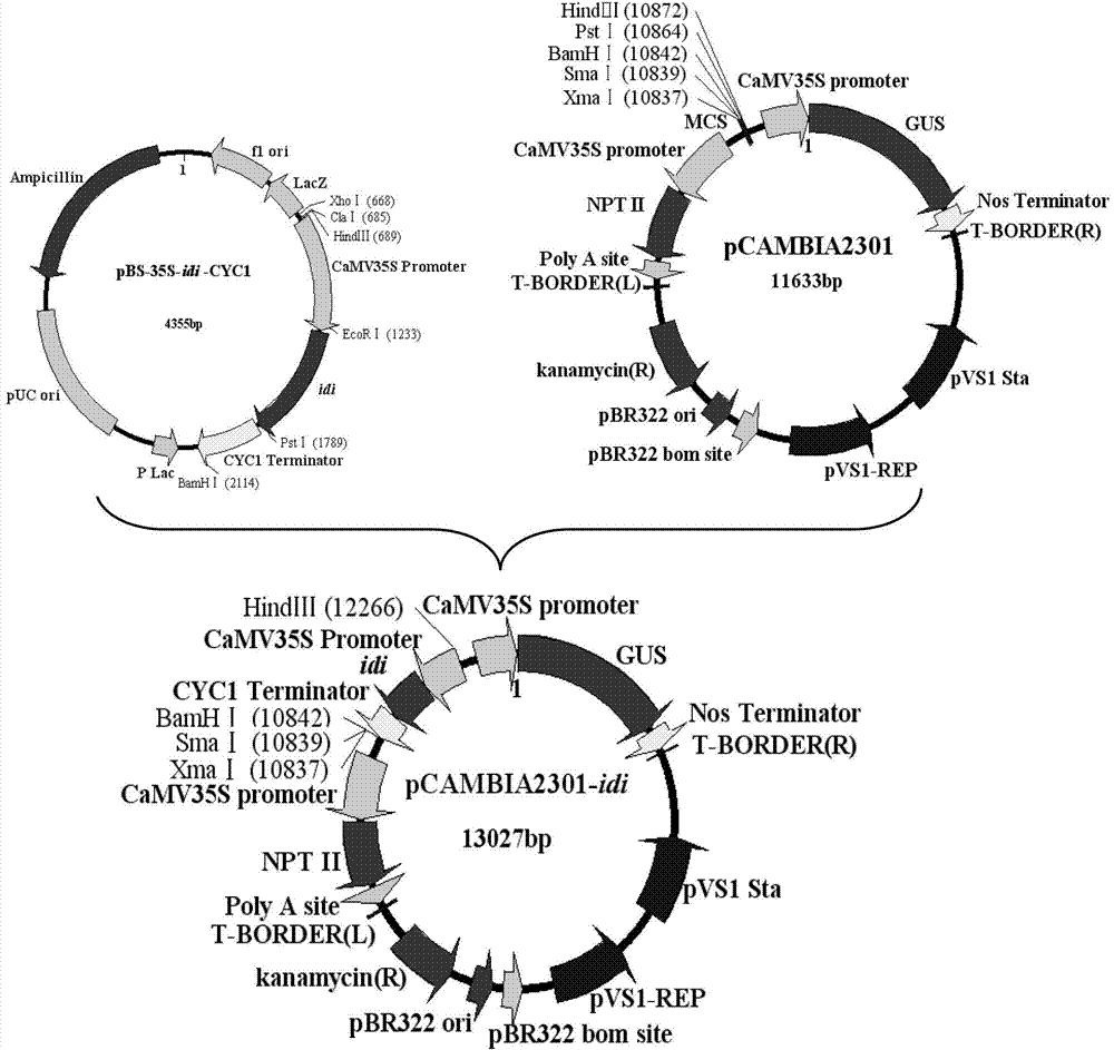 High-yielding lutein transgenic chlorella and preparation thereof