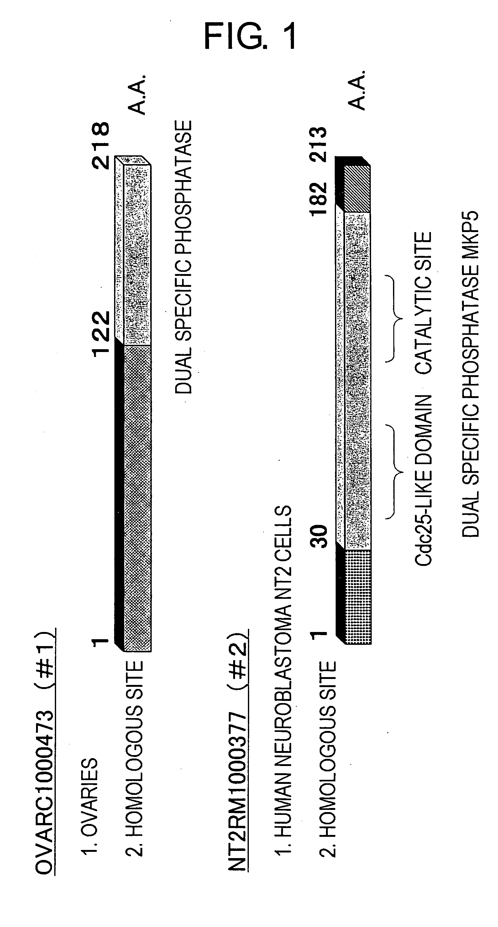 Methods of eavaluating phosphatase inhibitors