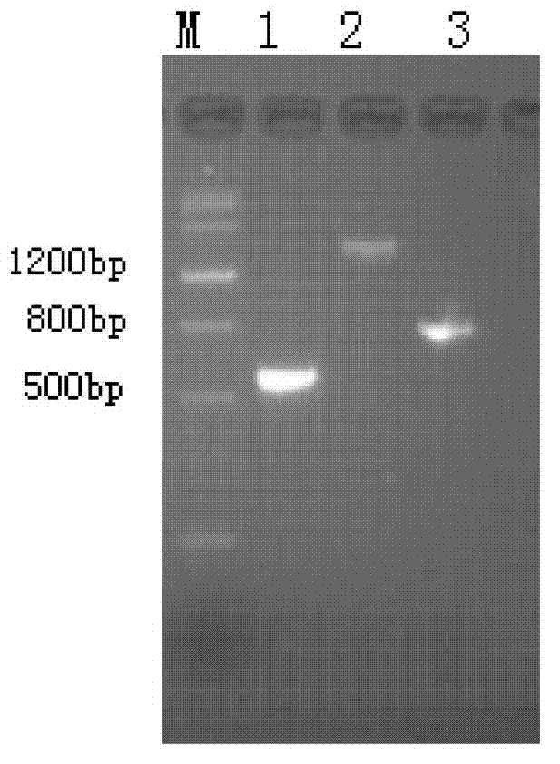 Purification method in preparation of methicillin staphylococcus aureus-resistant recombinant genetic engineering vaccine candidate antigen I12C